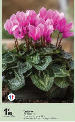 Cyclamen