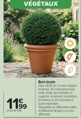 Buis boule