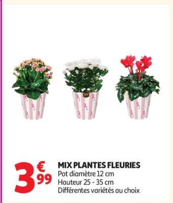 MIX PLANTES FLEURIES