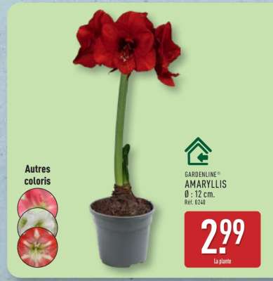 Amaryllis