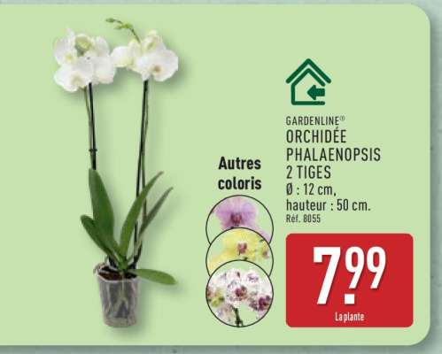 GARDENLINE ORCHIDÉE PHALAENOPSIS 2 TIGES