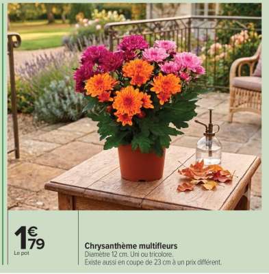 Chrysanthème multifleurs