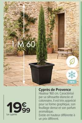CYPRÈS DE PROVENCE