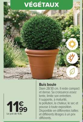 Buis boule
