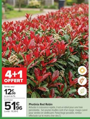 Photinia Red robin