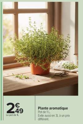 PLANTE AROMATIQUE