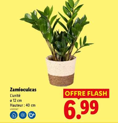 Zamioculcas