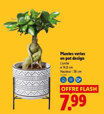 Plantes vertes en pot design
