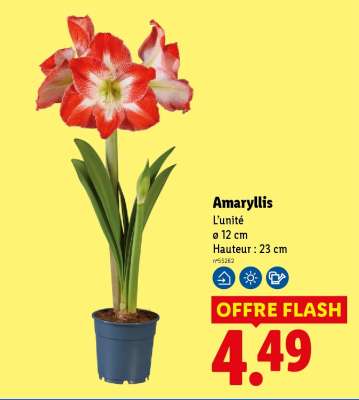 Amaryllis