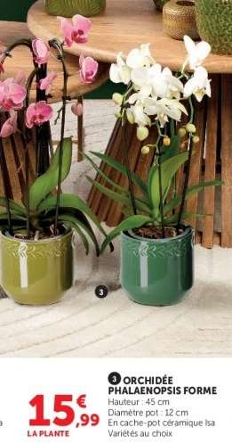 ORCHIDÉE PHALAENOPSIS FORME