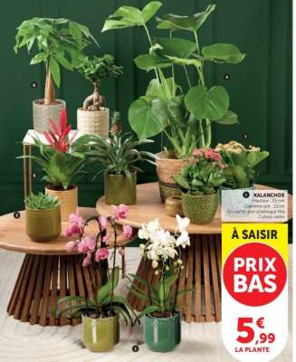 LA PLANTE
