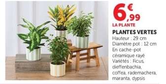 Plantes Vertes