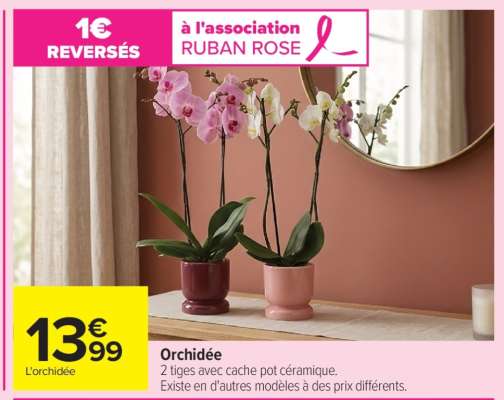L’orchidée