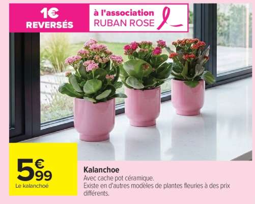 Kalanchoé