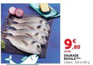Daurade royale