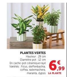 Plantes Vertes