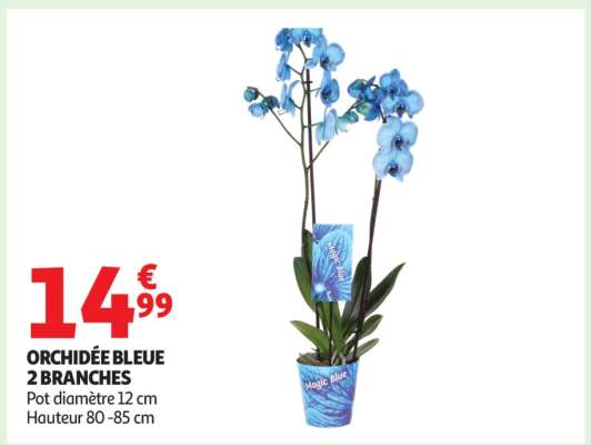 ORCHIDÉE BLEUE 2 BRANCHES