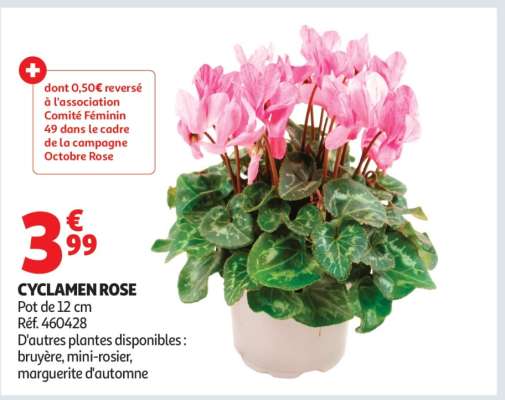 CYCLAMEN ROSE