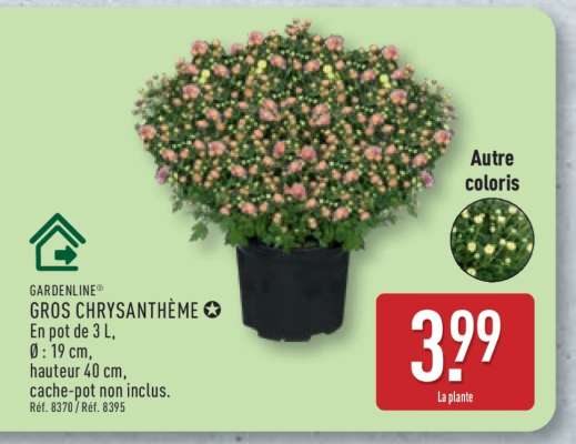 Gros Chrysanthème