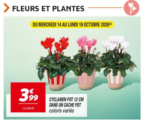Cyclamen
