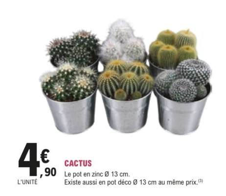 Cactus